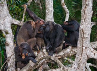 Group chimpanzee sitting on mangrove branches. Republic of the Congo. Conkouati-Douli Reserve. An excellent illustration.