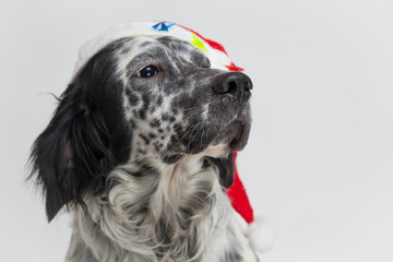Primo piano di un cane setter inglese con cappello di babbo Natale. Sfondo bianco
