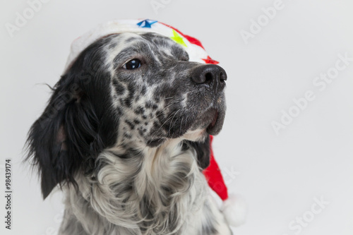 Primo Piano Di Un Cane Setter Inglese Con Cappello Di Babbo Natale Sfondo  Bianco Augury Wall Mural | Augu-nnerto