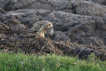 Short eared owl with a mouse