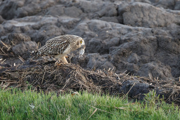 Short eared owl with a mouse