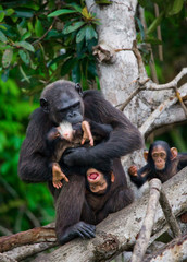 A female chimpanzee with a baby on mangrove trees. Republic of the Congo. Conkouati-Douli Reserve. An excellent illustration.