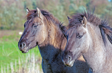 Obraz premium Horses having fun in a field in spring