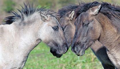 Horses having fun in a field in spring © Naj