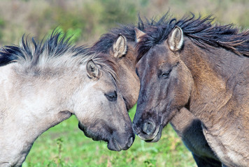 Horses having fun in a field in spring © Naj