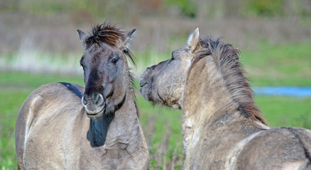 Horses having fun in a field in spring © Naj