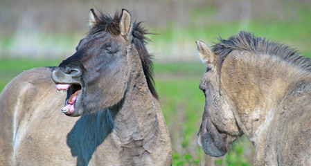 Horses having fun in a field in spring © Naj