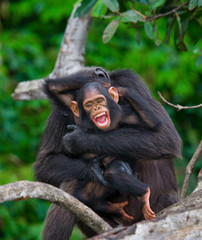 A female chimpanzee with a baby on mangrove trees. Republic of the Congo. Conkouati-Douli Reserve. An excellent illustration.