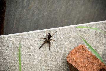Spider with Yellow Stripes
