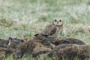 Short eared owl 