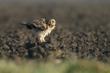 Short eared owl shaking feathers