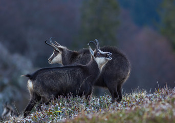 chamois des Vosges