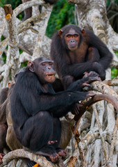 Group chimpanzee sitting on mangrove branches. Republic of the Congo. Conkouati-Douli Reserve. An excellent illustration.
