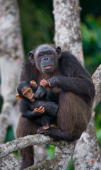 A female chimpanzee with a baby on mangrove trees. Republic of the Congo. Conkouati-Douli Reserve. An excellent illustration.
