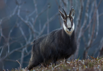 chamois des Vosges