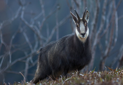 Chamois Des Vosges