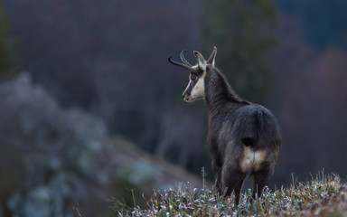 chamois des Vosges