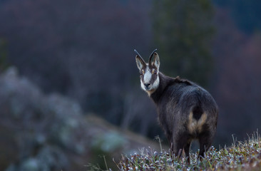 chamois des Vosges