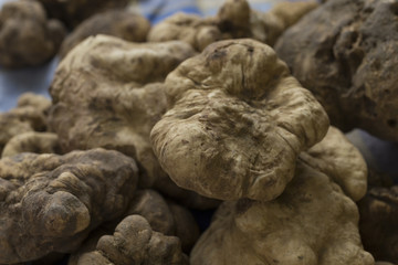 White truffle from Alba, Italy