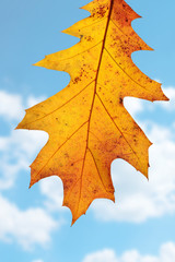 autumn leaves against the blue sky