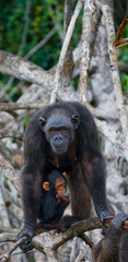A female chimpanzee with a baby on mangrove trees. Republic of the Congo. Conkouati-Douli Reserve. An excellent illustration.