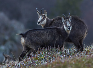 chamois des Vosges