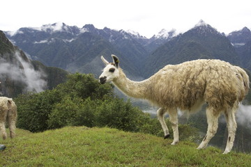 Fototapeta premium Lama Peru