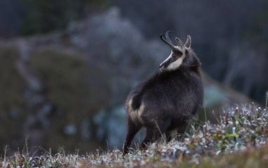 chamois des Vosges