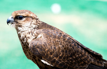 Qatar, Doha, a falcon in the Souq Wakif in the old city center