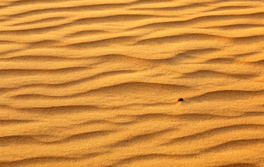 Desert sand background. Gold desert into the sunset