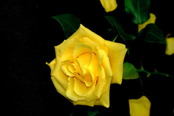 Macro yellow rose on a black background