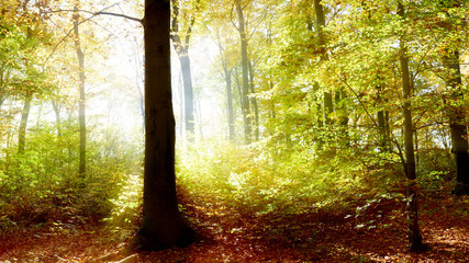 Obraz premium Lichtung im Wald