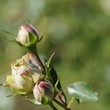 110_F_98442933_ayDdBA4wmYp15X5cHqcPnBomxVP4w6YM.jpg