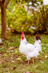 White chicken in the garden