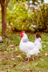 White chicken in the garden