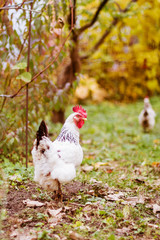 White chicken in the garden