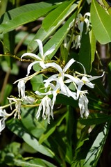 plumeria stenopetala flower in nature garden
