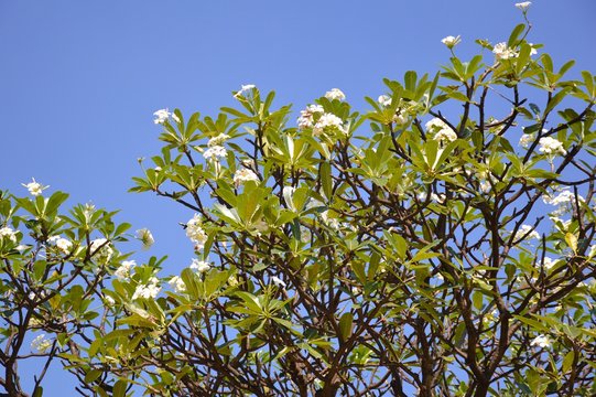 plumeria flower in garden