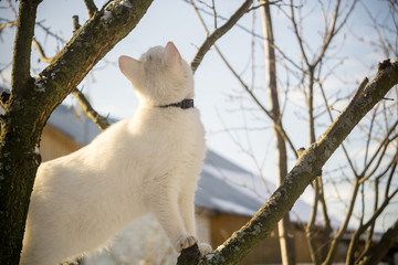 White Cat on Winter Tree