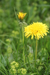 Spring Flowers in Moscow, year 2014
