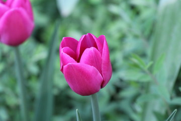 Spring Flowers in Moscow, year 2014