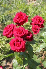 Flowers in Bulgaria, year 2014