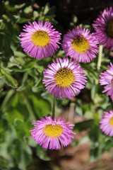 Fototapeta premium Flowers in Bulgaria, year 2014