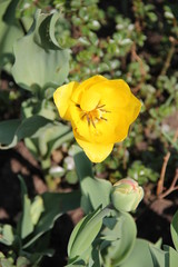 Spring Flowers in Moscow, year 2014