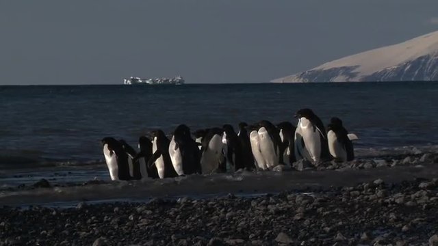 Adelie Penguin  on pebble beach near shore line, hesitate to go in the water.
