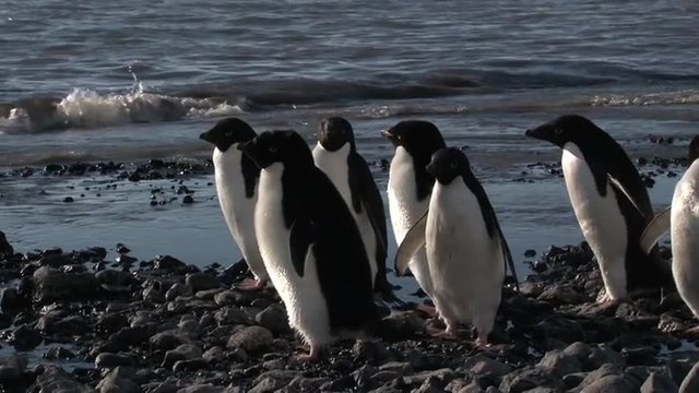Adelie Penguin  on pebble beach near shore line, hesitate to go in the water.