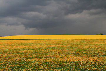 Gewitterwolken und Blumenwiese