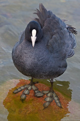 Close-up of Eurasian coot (Fulica atra)