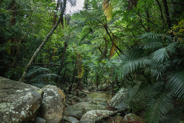 Tropical rainforest jungle, Ishigaki Iriomote National Park of the Yaeyama Islands, Okinawa, Japan - obrazy, fototapety, plakaty