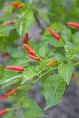 chili tree in vegetable garden